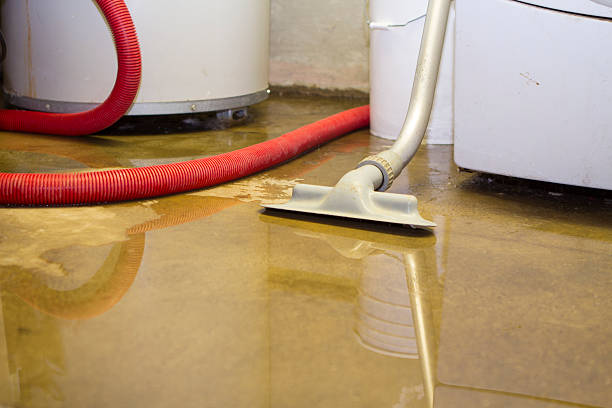 Best Mold removal after water damage  in North Vernon, IN